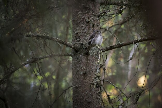 Brown and white owl on tree branch