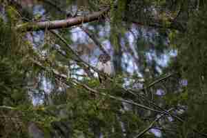 Free photo brown and white owl on tree branch