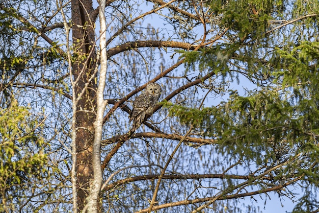 Коричневая и белая сова на ветке дерева