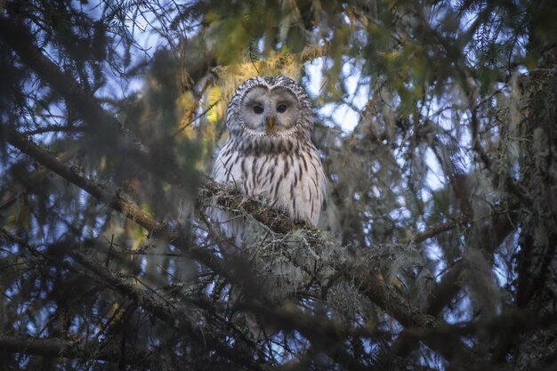 Foto gratuita gufo marrone e bianco sul ramo di un albero