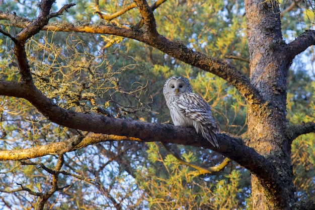 Brown and white owl on tree branch