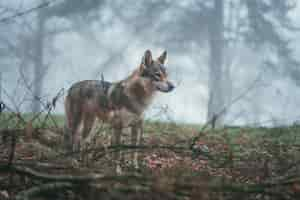 Free photo a brown and white wolfdog with fierce stare in the middle of leaves and tree branches