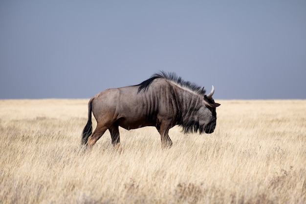 Brown wildebeest walking in a grassy field under the blue sky