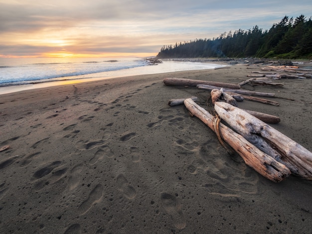 Brown Wood Log on Beach