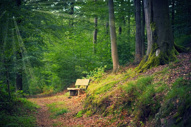 昼間の森の茶色の木製ベンチ