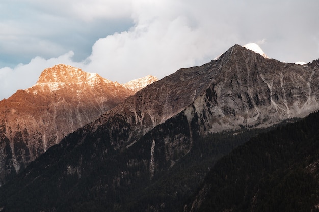 Brown Wooden Trees With Mountain Range