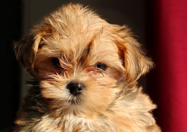 Brown young Yorkshire Terrier puppy