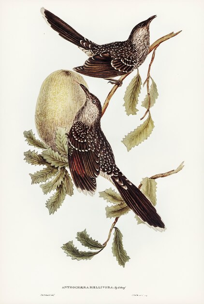 brush wattle bird (anthochaera mellivora) illustrated by elizabeth gould 