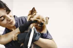 Foto gratuita processo di spazzolatura dei denti. piccolo cane si siede sul tavolo. cane spazzolato da un professionista.