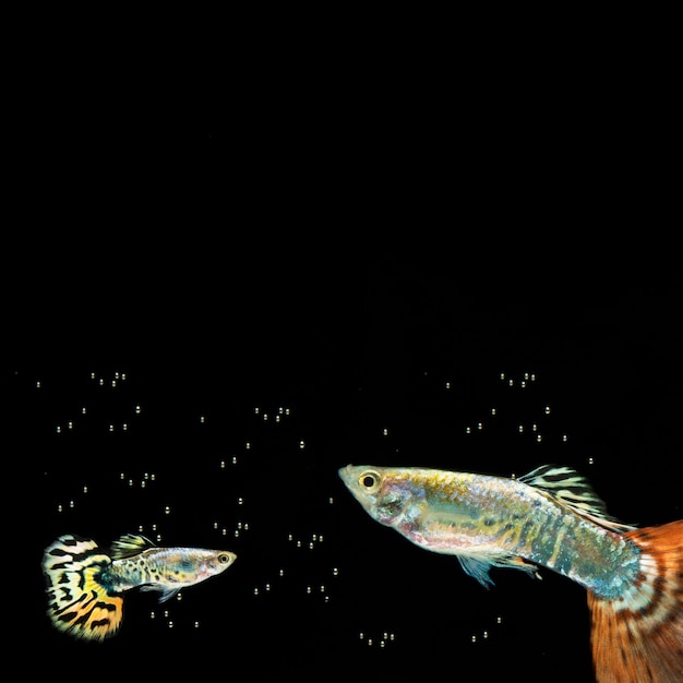 Пузыри и бетта рыбы с копией пространства