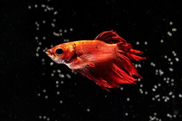 Bubbles и Dumbo Betta Splendens борются с рыбой