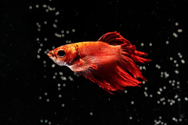 Bubbles and dumbo betta splendens fighting fish