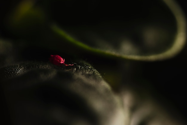 Bud on blurred leaf