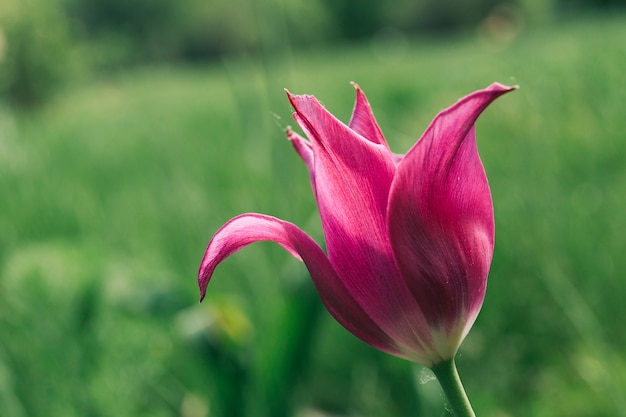 Bud of lily tulip flower 