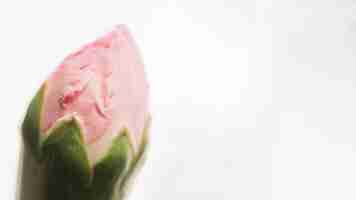 Free photo bud of pink flower