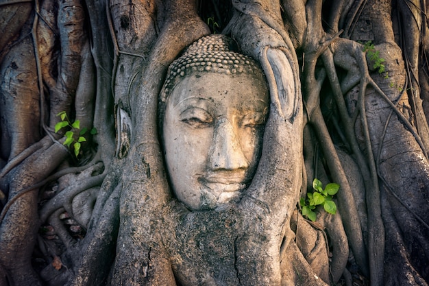 Foto gratuita testa di buddha in albero di fico a wat mahathat, parco storico di ayutthaya, thailandia.