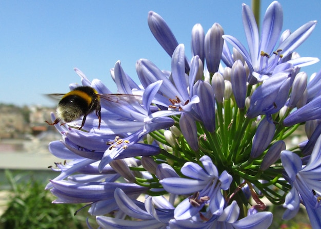 Free photo buff-tailed bumblebee sitting on the blue petals of lily of the nile flowers