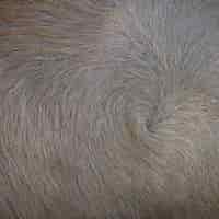 無料写真 バッファロー毛皮のテクスチャの背景