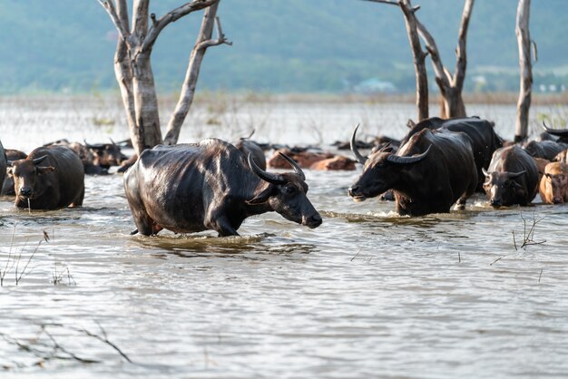 Buffalo group in a river