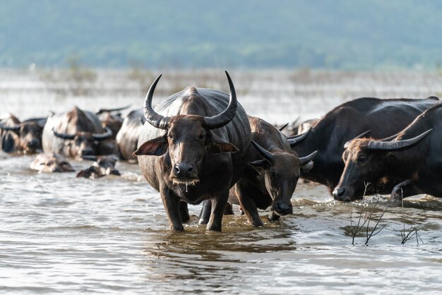 Buffalo group in a river
