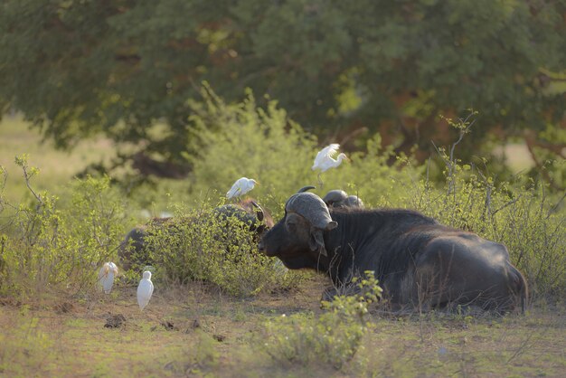 Buffalo laying on the ground near green plants