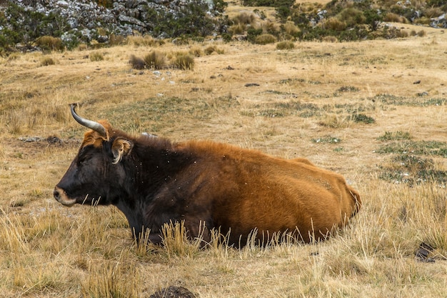 A buffalo lying down on a field with dry grass