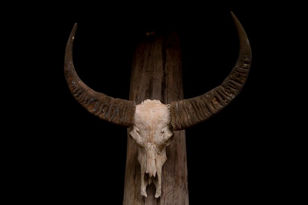 Free Free 69 Aztec Cow Skull Svg Free SVG PNG EPS DXF File