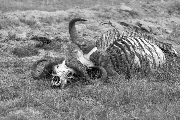 Buffalo Skull in  Savannah, Africa