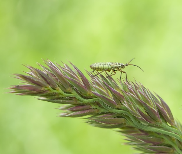 Free photo bug on branch