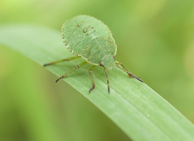 Bug on green leaf