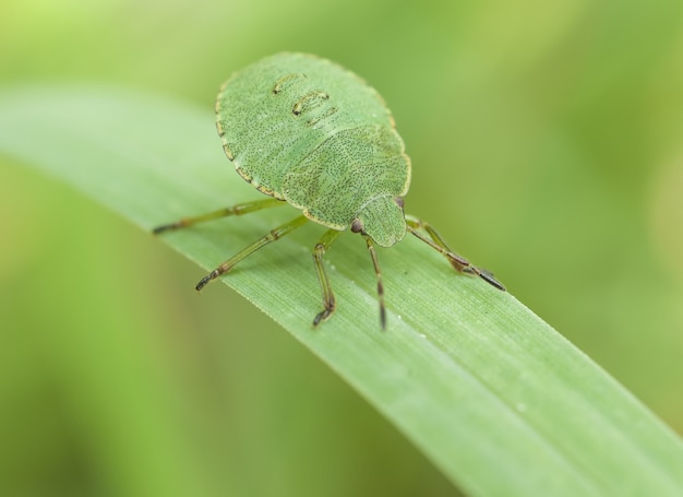 Bug on green leaf