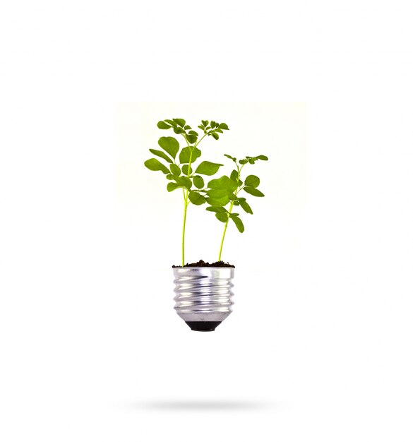 Bulb with a green plant