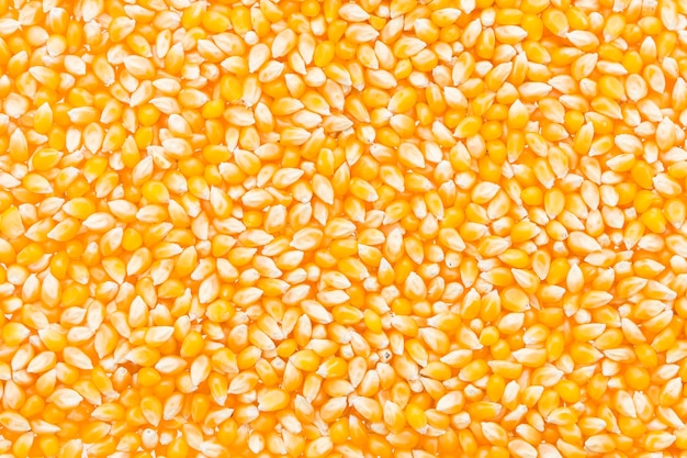 Основная масса зерна кукурузы