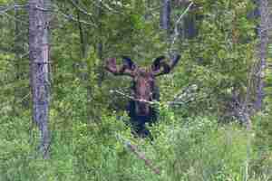 Foto gratuita bull alci in lontananza in piedi vicino agli alberi in canada