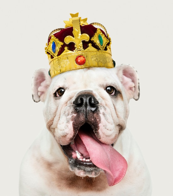 Bulldog wearing crown