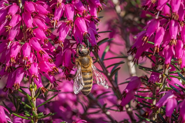 ミソハギとザクロの家族からの美しい紫色の花に蜜を集めるマルハナバチ