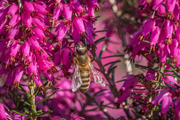 A bumblebee collecting nectar on beautiful purple flowers from loosestrife and pomegranate family