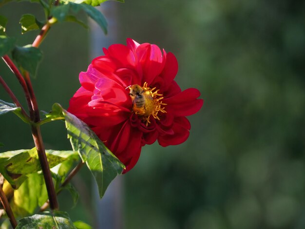 Bumblebee perched on a purple dahlia flower and feeding on nectar