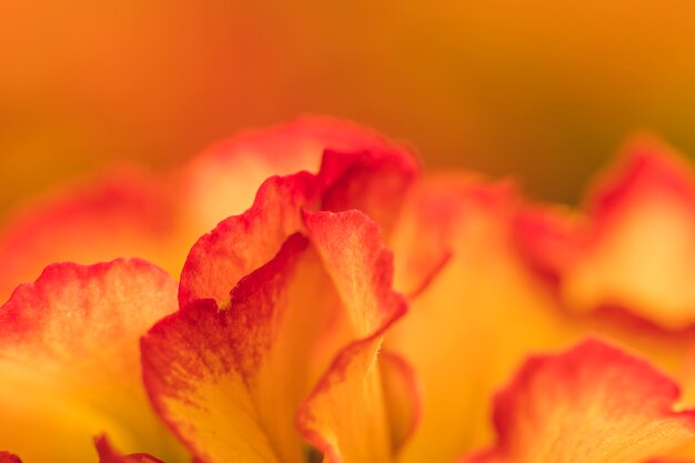 素晴らしい赤とオレンジ色の新鮮な花の束