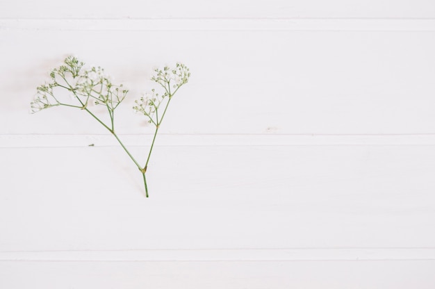 Bunch of baby's breath on a white surface