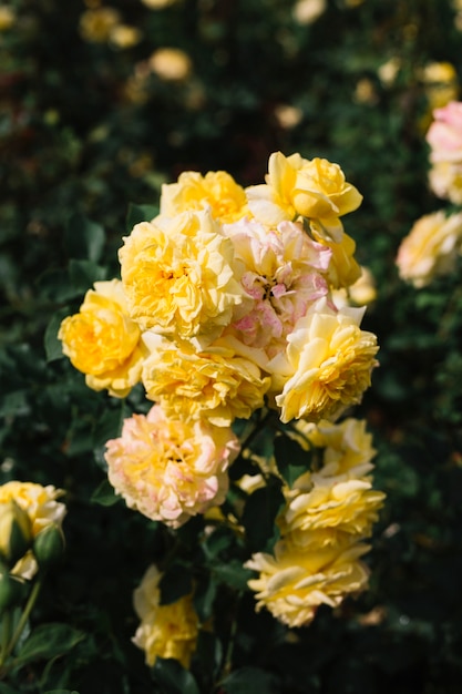 美しい黄色の花の束
