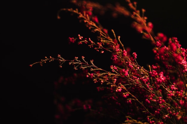 Bunch of blooming twigs