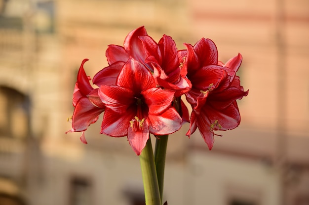 カリスマアマリリスの花の束。ナチュラルブーケ.s