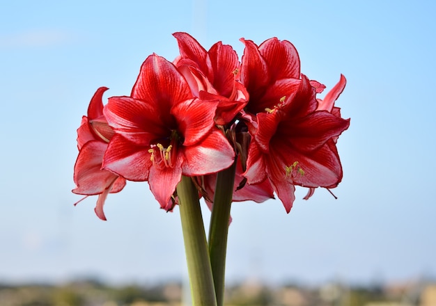 Букет цветов Charisma Amaryllis.