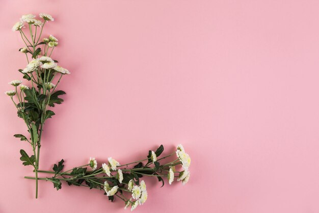 Bunch of chrysanthemum flowers on pink background