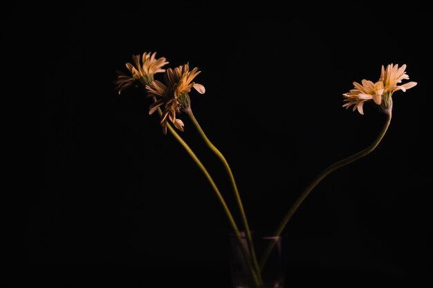 Bunch of daisies