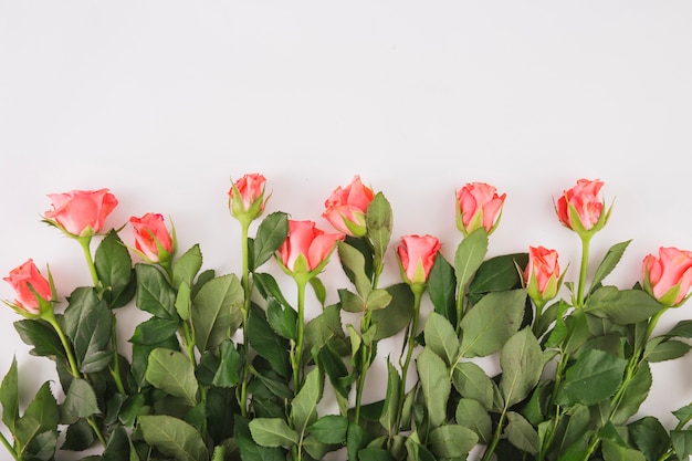 Foto gratuita mazzo di rose eleganti su bianco