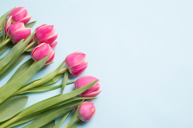 Bunch of elegant tulips