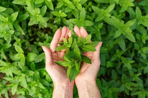 bunch of oregano in female hands