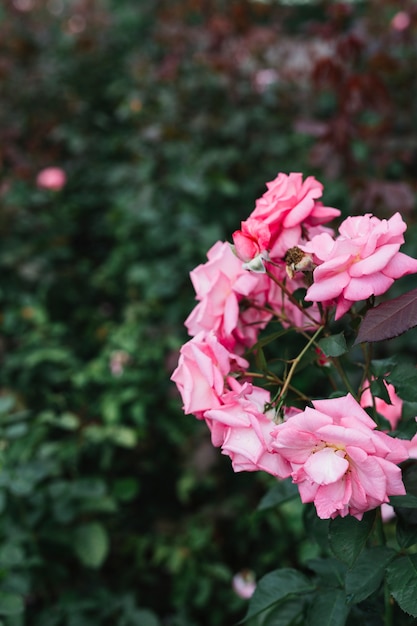 Букет свежих розовых цветов